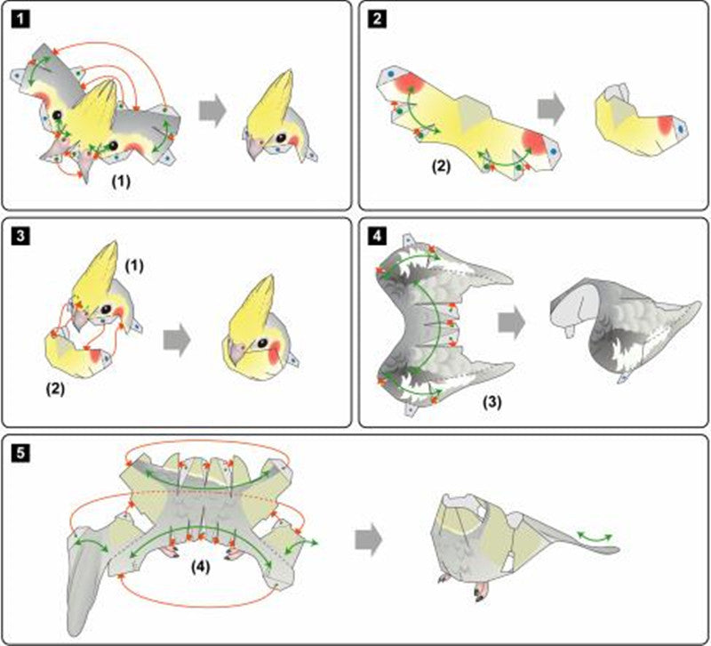 Cockatoo DIY Paper Craft Kit – 15cm 3D Cartoon Animal for Kids - caseovo